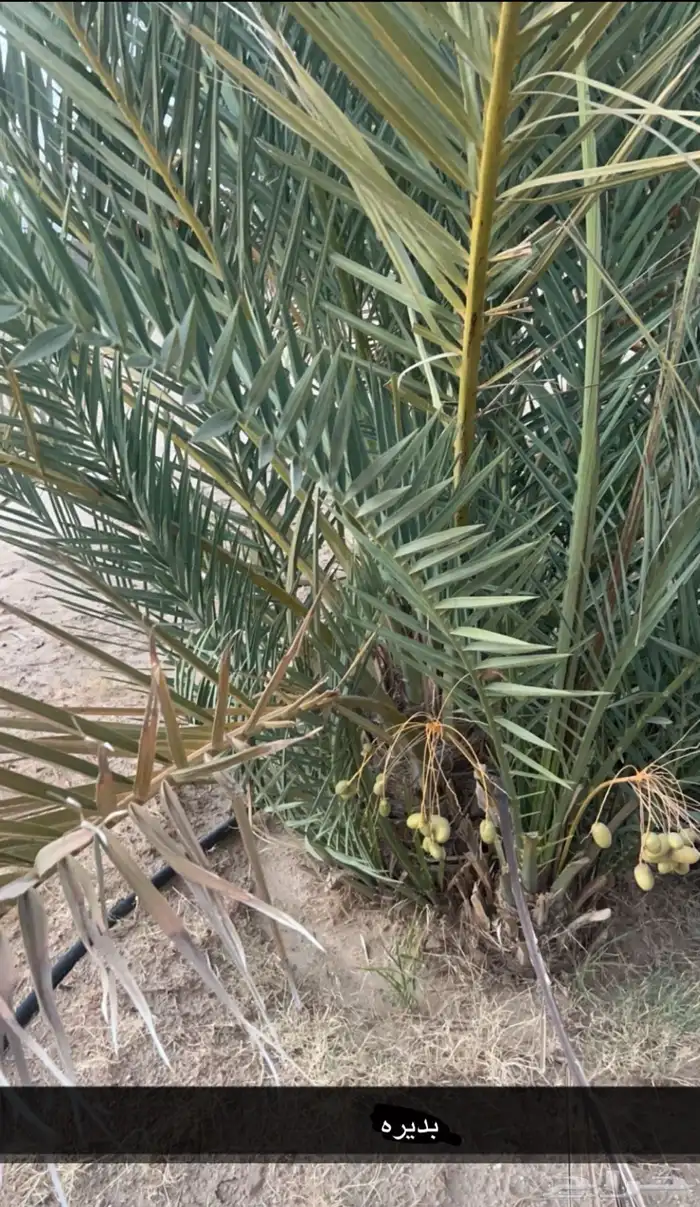 جثايث للبيع مقفزي وشكل وبديره وحمراء عميق وحمراء حصان وخلعه 3