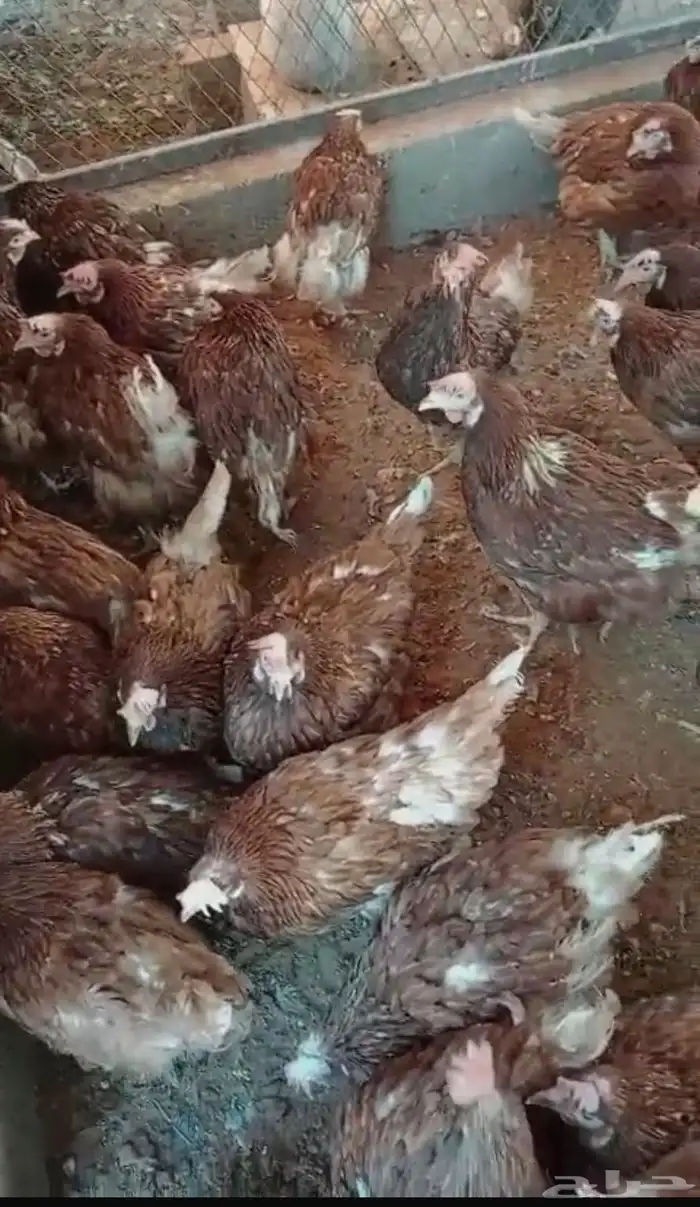 دجاج لوهمان بياض شرط بيور اصلي 0