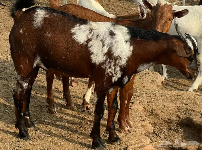 تيوس بلدي مخصاه تابي وتمارا 2