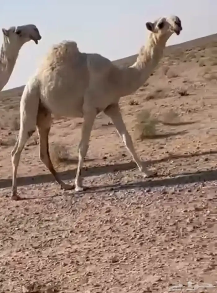 للبيع القعود الحيسوني 0