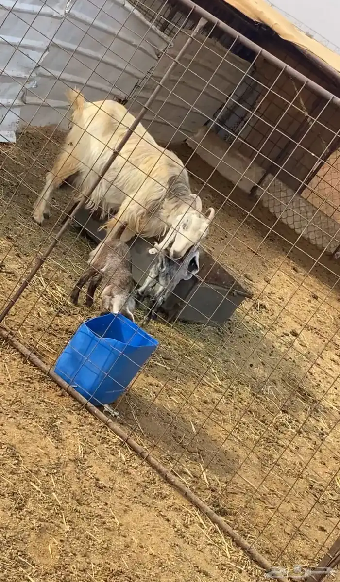 معزا خلفات 2