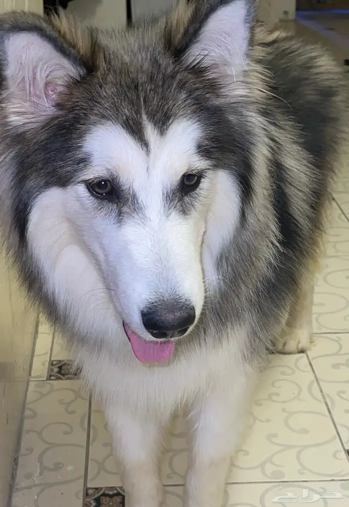 كلب هاسكي للبيع 4