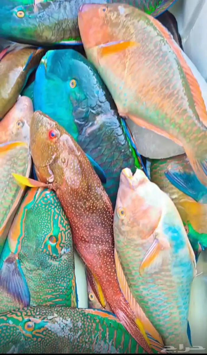 اسماك اليوم 6