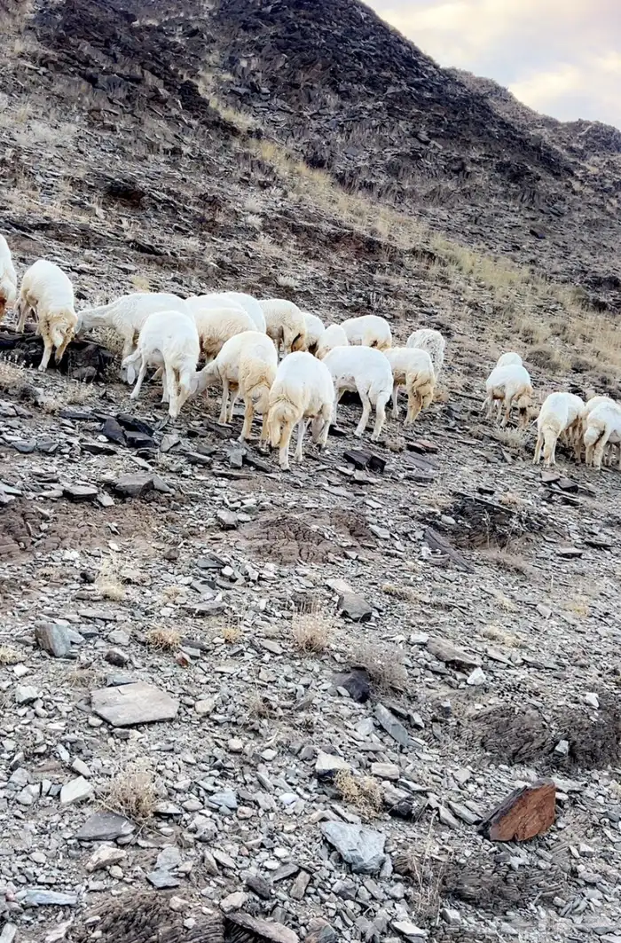 33 رخال مقاني 1