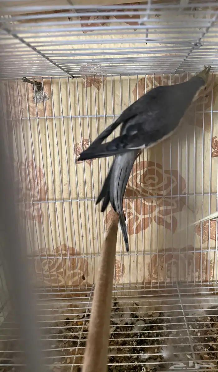 ذكور كيروان منتج شرط 9