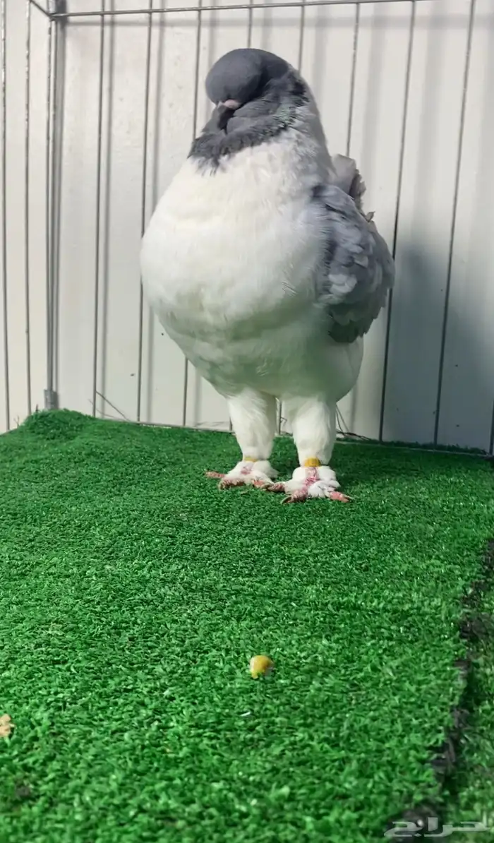 حمام مودينا أمريكي 1