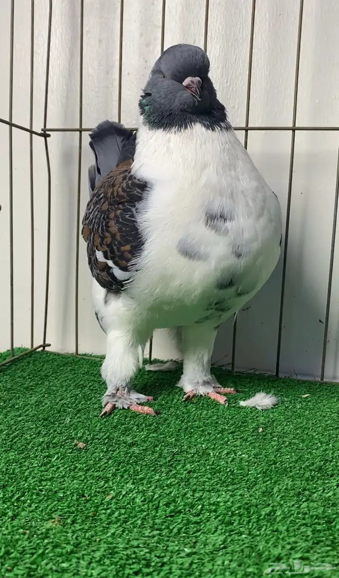 حمام مودينا أمريكي 4