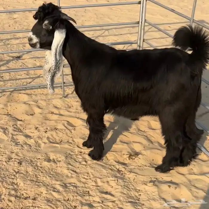 تيس عارضي مشروع فحل 0