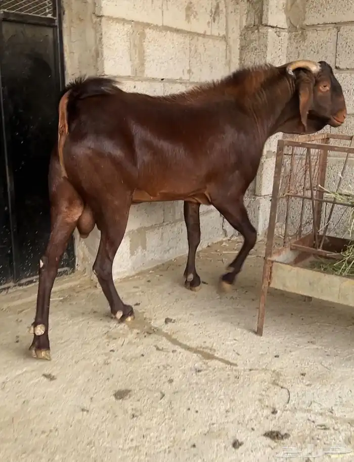 فحل ادهم ادبس صنف ( تم البيع ) 1