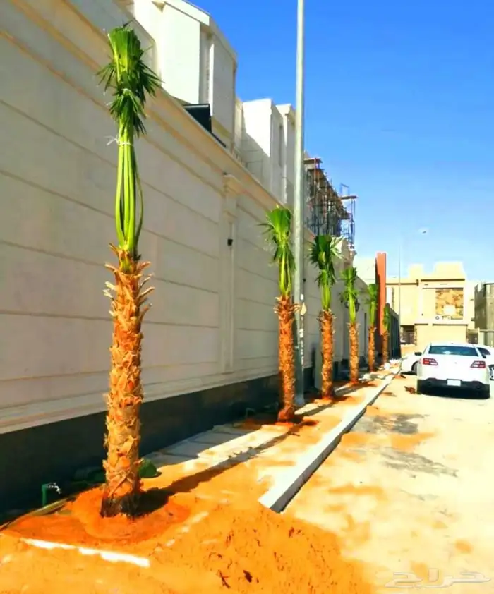 نخل واشنطني واشنطونيا نخل مثمر نقايل جثايث اخلاص سكري برحي ص 5