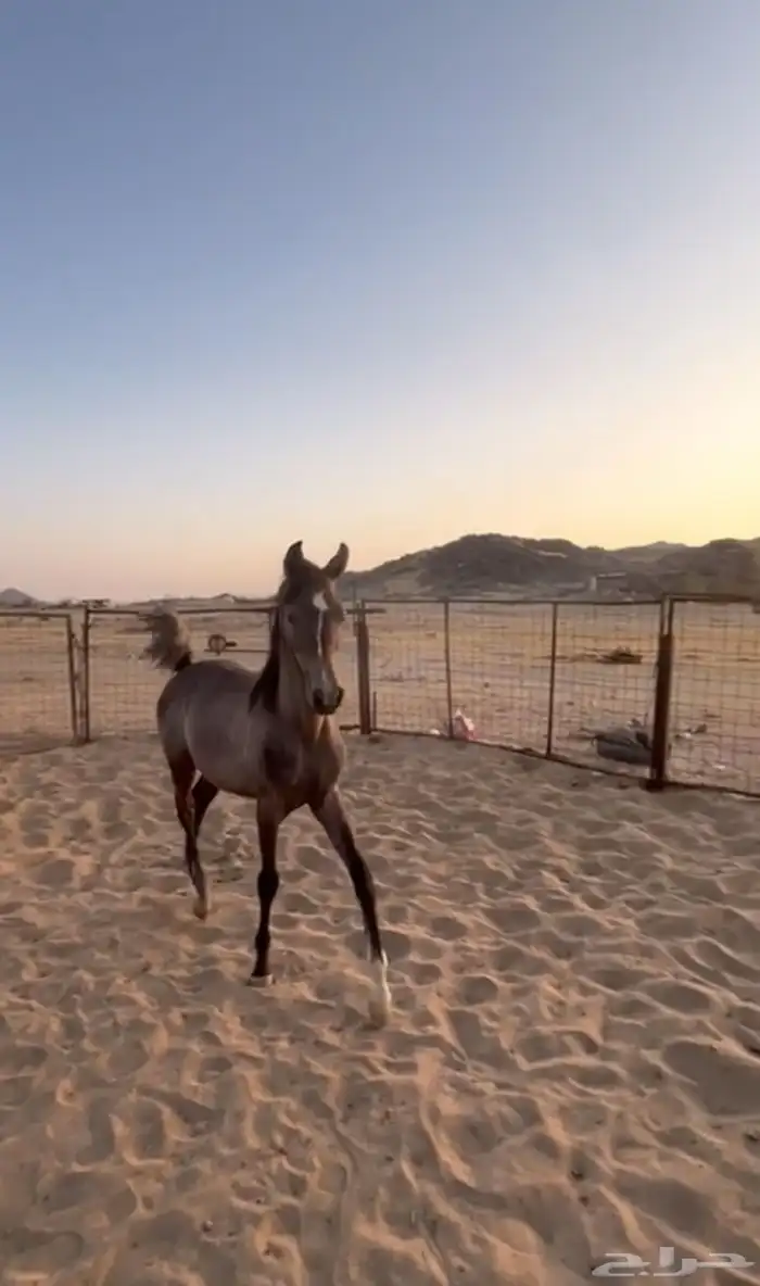 مهره فاخرة 1