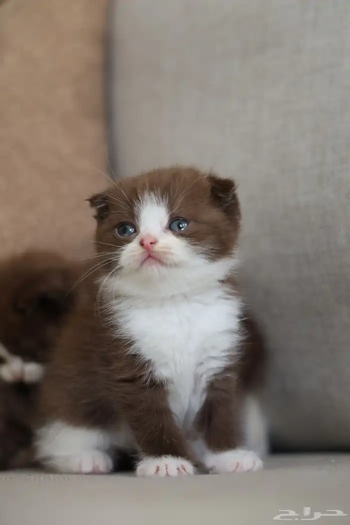 سكوتش فولد بيور للبيع- ذكر - يوجد دفع بالتقسيط 0