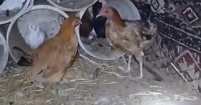 للبيع زوجين حمام منتج شرط تحت بيض ودجاجتين بياضات شرط 7