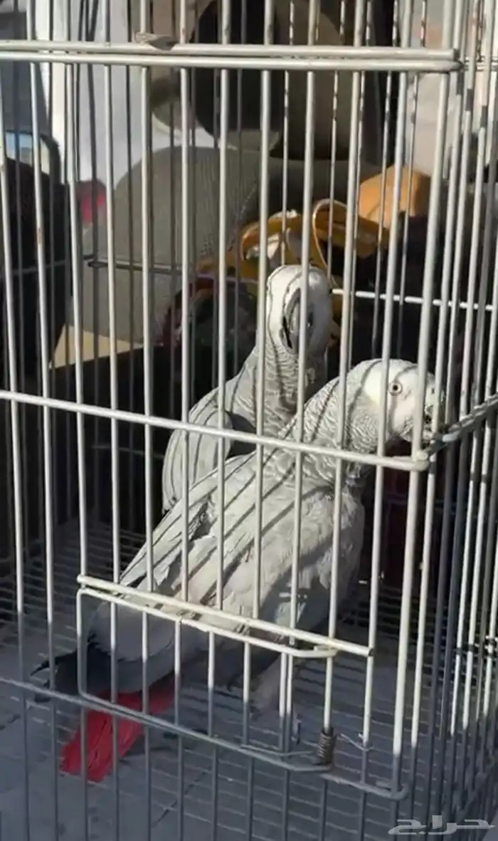 زوج كاسكو للبيع 1