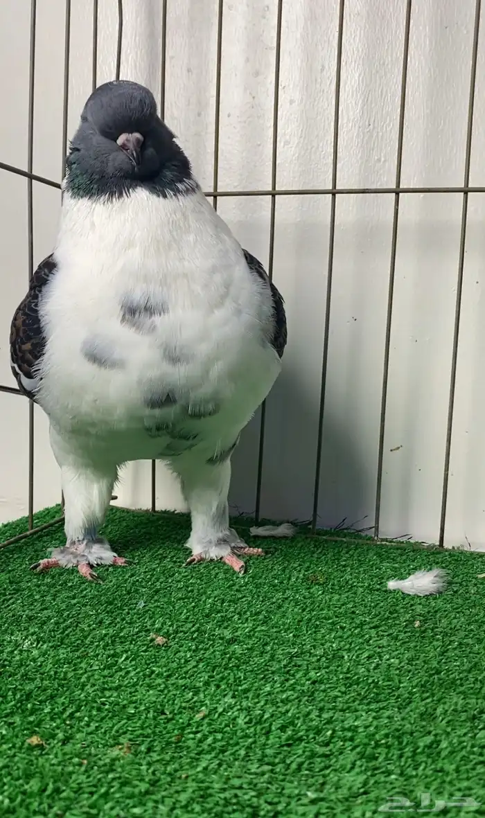 حمام مودينا أمريكي 3