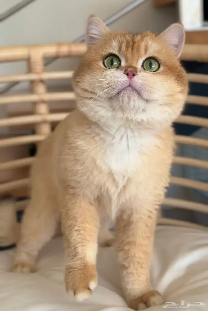 ذكر برتش للتزاوج 0