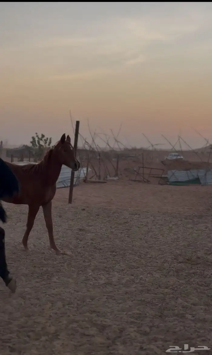 مهر عربي بدون أوراق 2