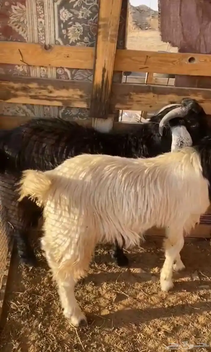 تيوس عواض جذعان مخصيات العدد ثنين 0