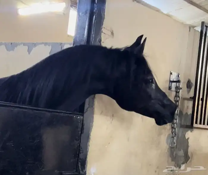 فرس واهو فاااخرة ... تم البيع الله يبارك للجميع 7