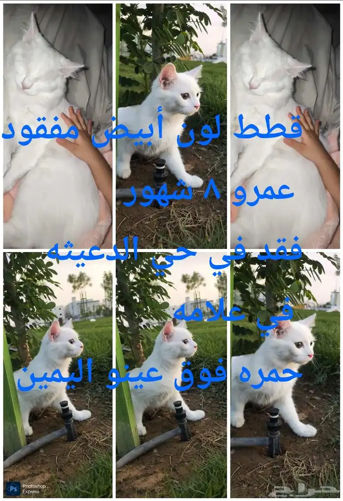 قطط مفقود حي الدعيثه 0
