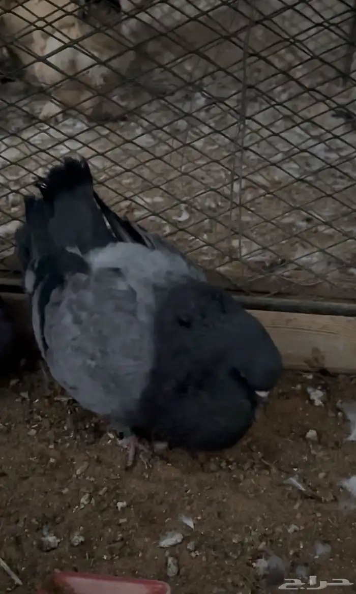 ذكر كنق بلو بار مستوى توب توب حجم سوبر جامبو 3