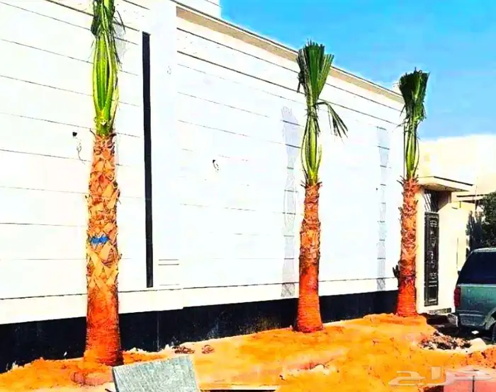 نخل واشنطني واشنطونيا نخل مثمر نقايل جثايث اخلاص سكري برحي ص 4