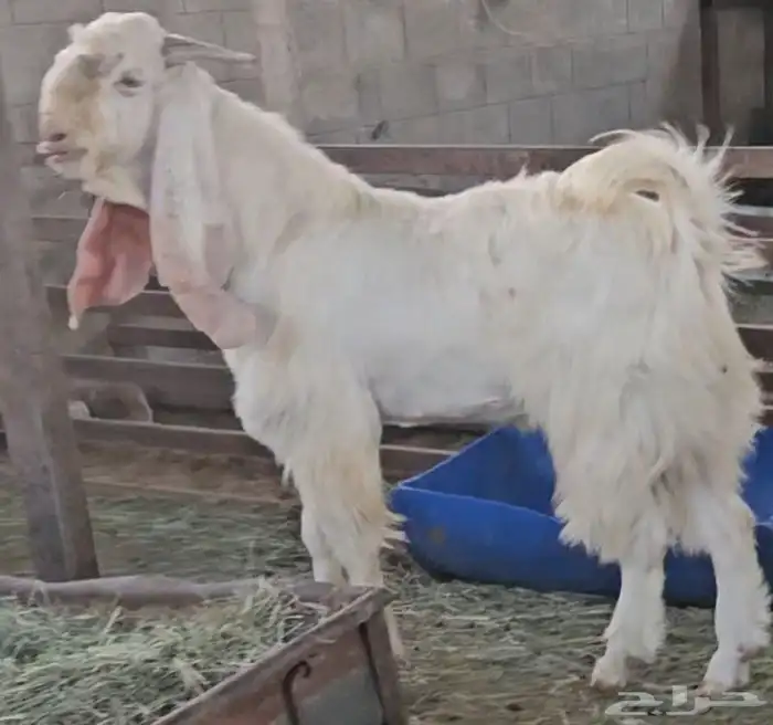 الفحل القادم مطور هولندي ابيض ابرص سلالة فواخر 3