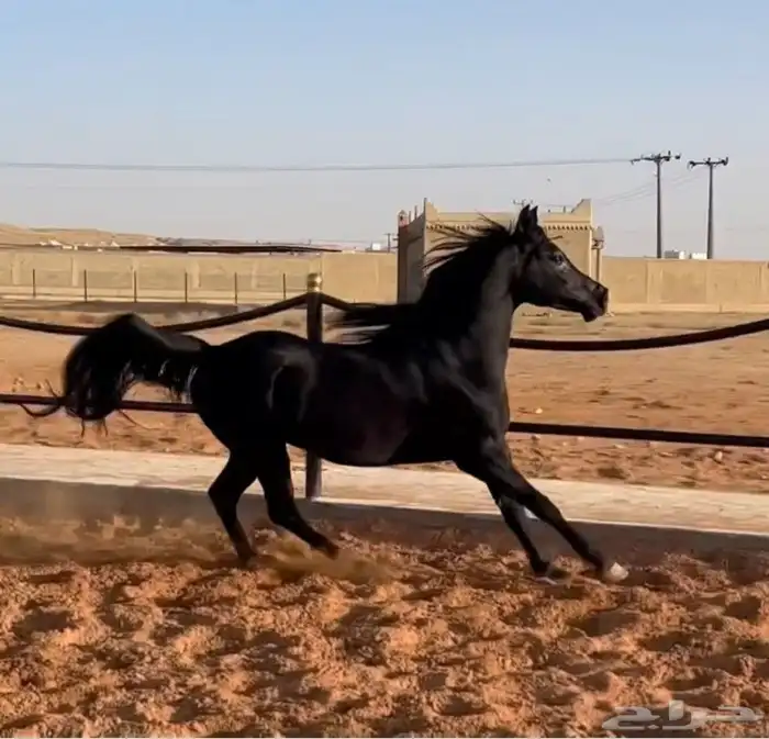 فرس واهو فاااخرة ... تم البيع الله يبارك للجميع 6