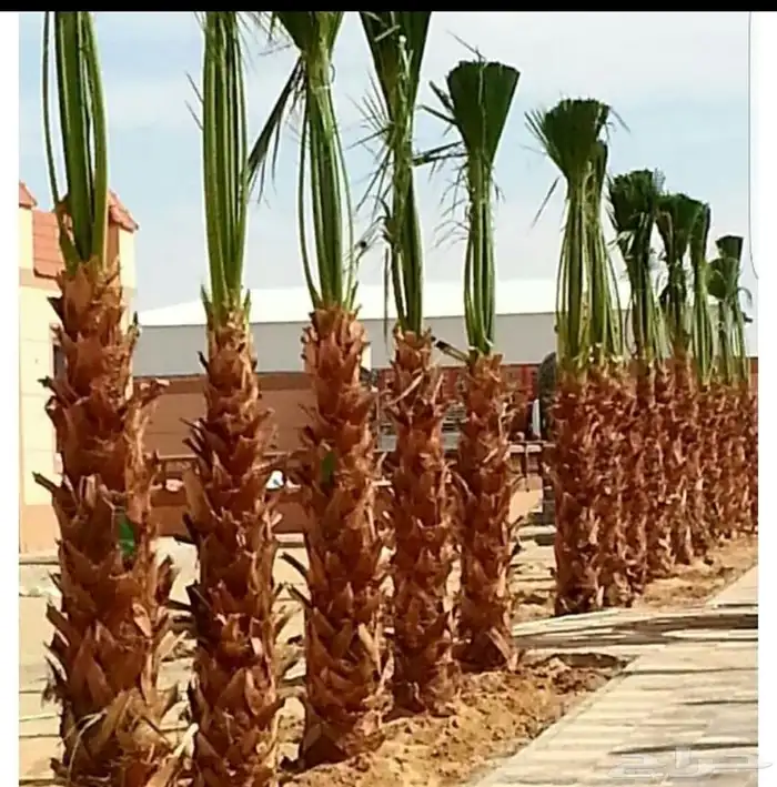 نخل واشنطن زينه للبيع ونخل مثمر لتواصل 2