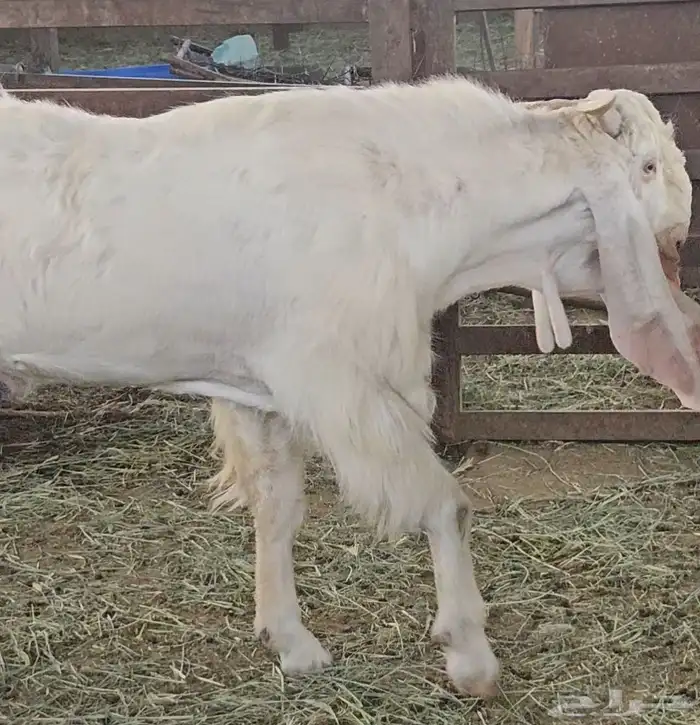 الفحل القادم مطور هولندي ابيض ابرص سلالة فواخر 0