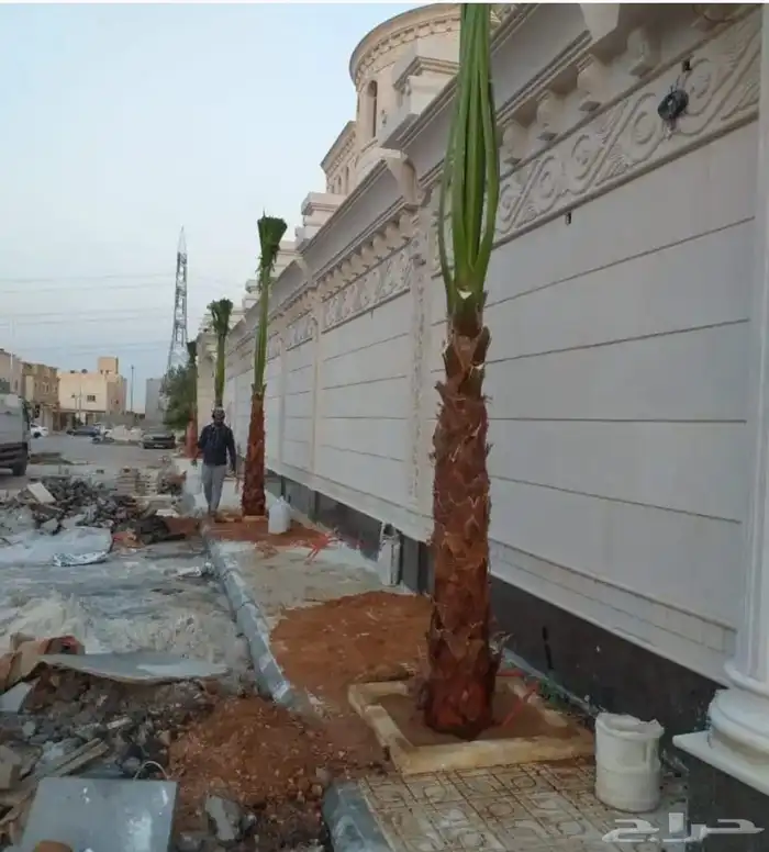 نخل واشنطن وعربي مثمر جميع المقاسات متوفره يوجد توصيل لجميع 2