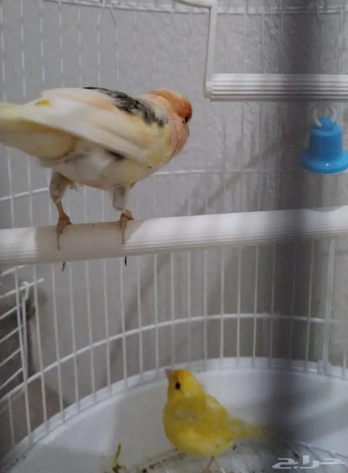 عرض طيور للبيع بالأقفاص ب 400 1