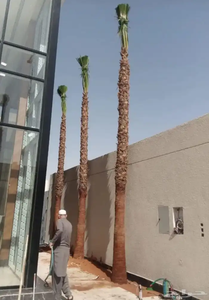 نخل واشنطن وعربي مثمر جميع المقاسات متوفره يوجد توصيل لجميع 3
