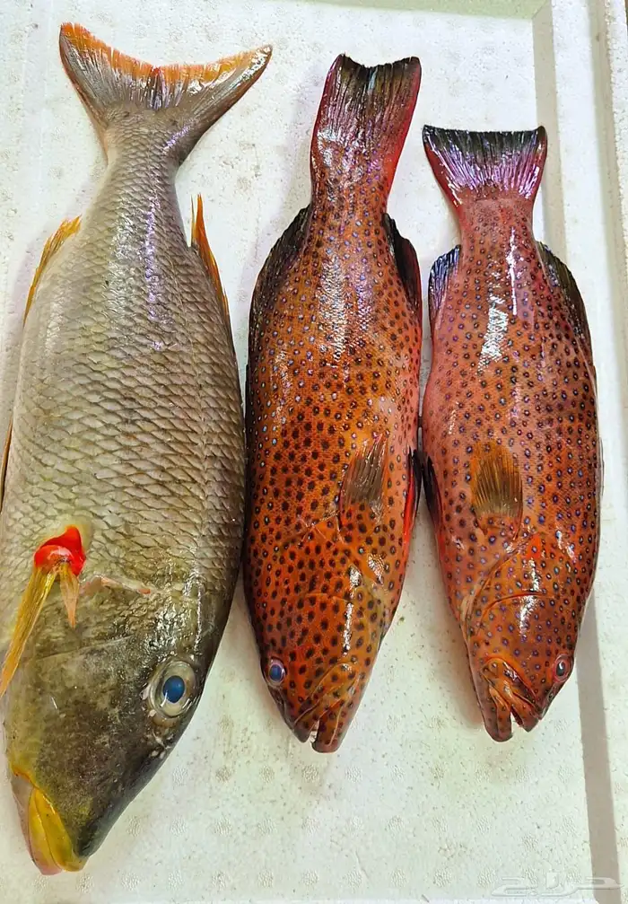 اسماك اليوم 13