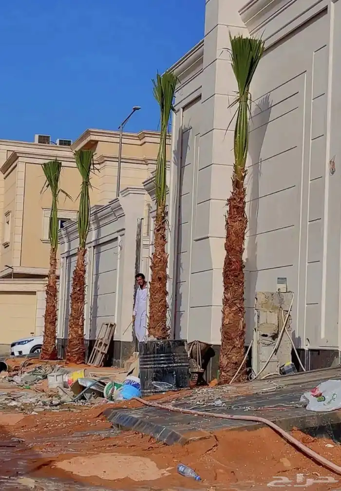 نخل واشنطن وعربي مثمر جميع المقاسات متوفره يوجد توصيل لجميع 4