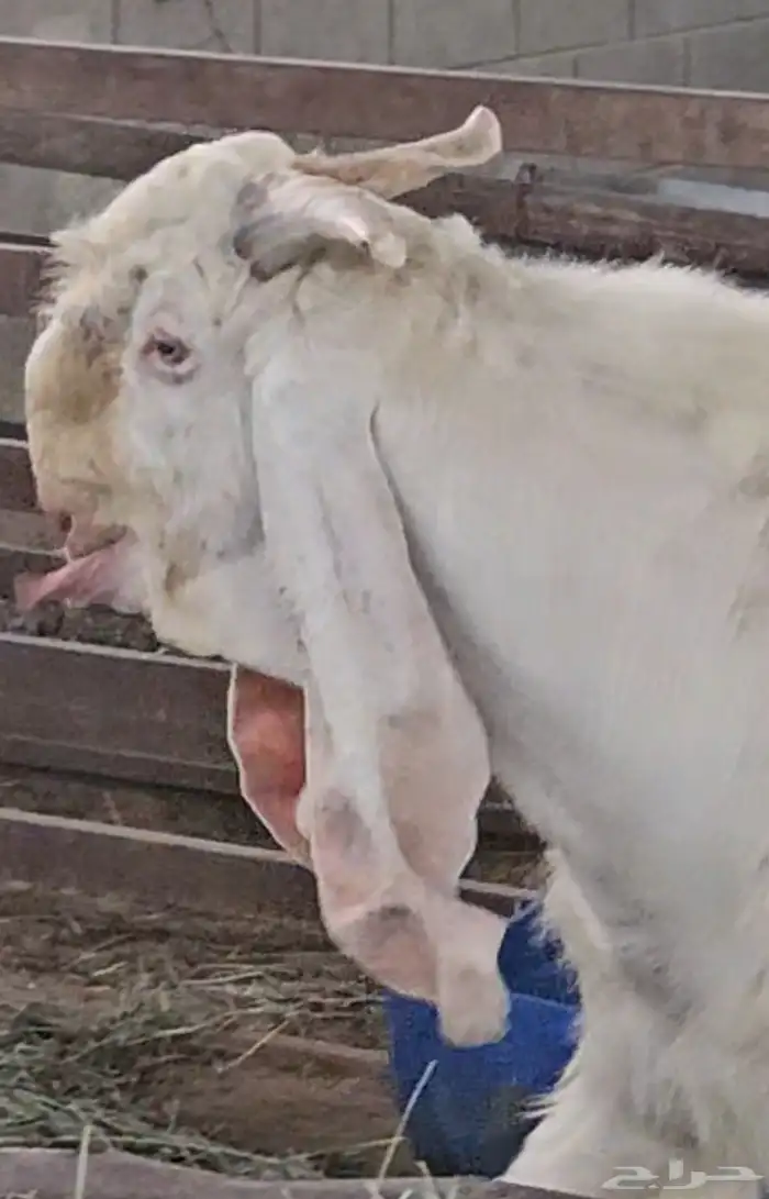 الفحل القادم مطور هولندي ابيض ابرص سلالة فواخر 1