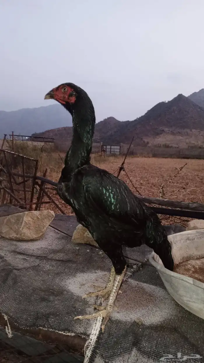 للبيع زوج سندي بيور 2