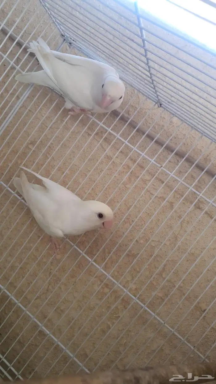 للبيع جوز روز 2