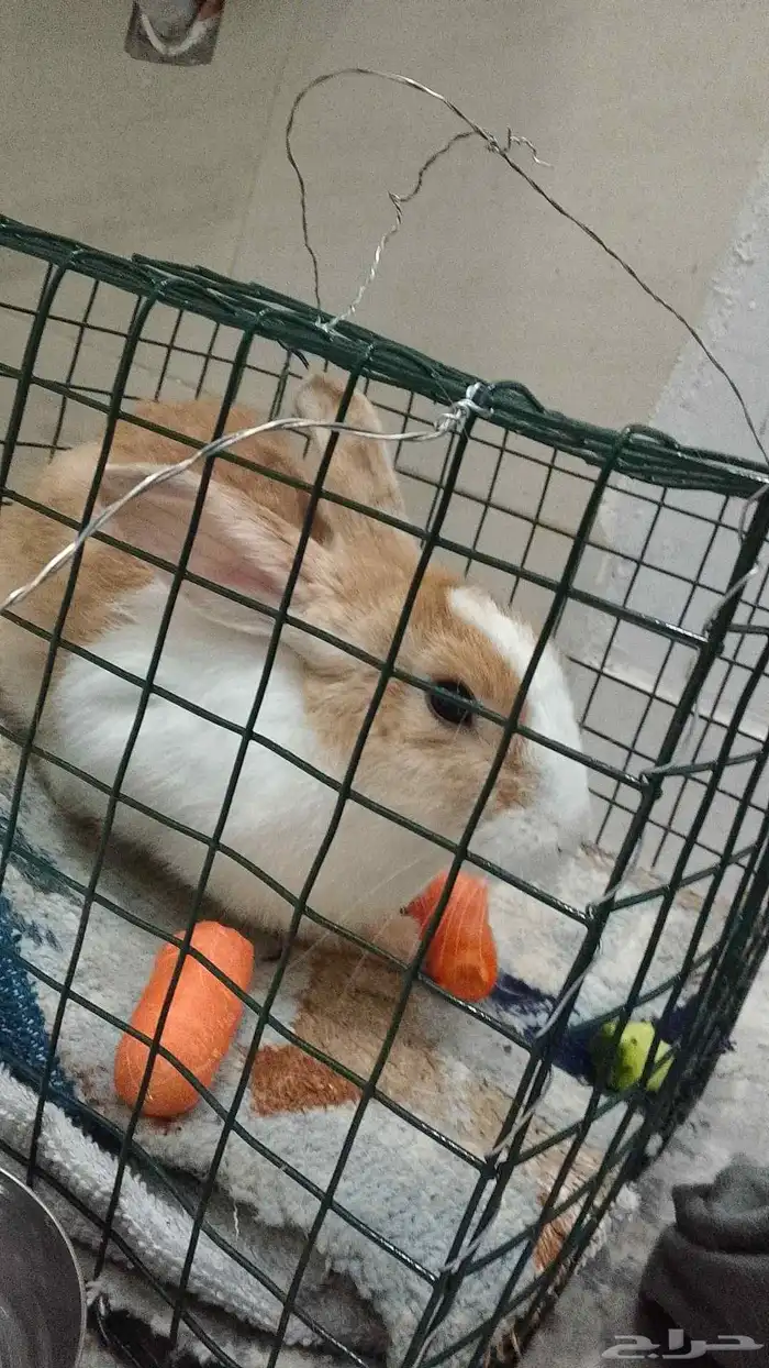 ارنب ذكر للبيع 0