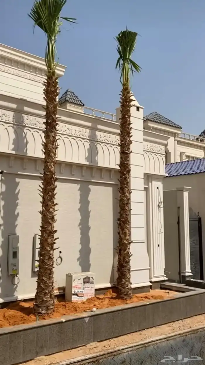 نخل واشنطن زينه للبيع ونخل مثمر لتواصل 8