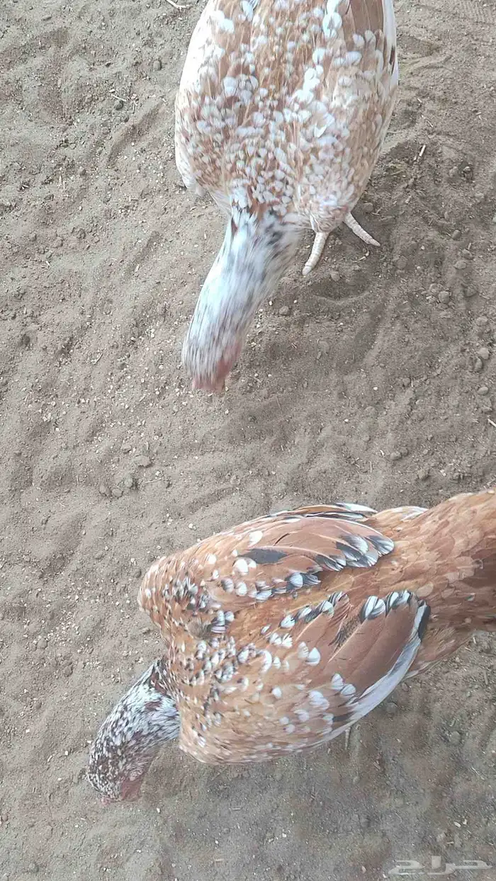 دجاج سندي فواخر دم صافي شرط 3