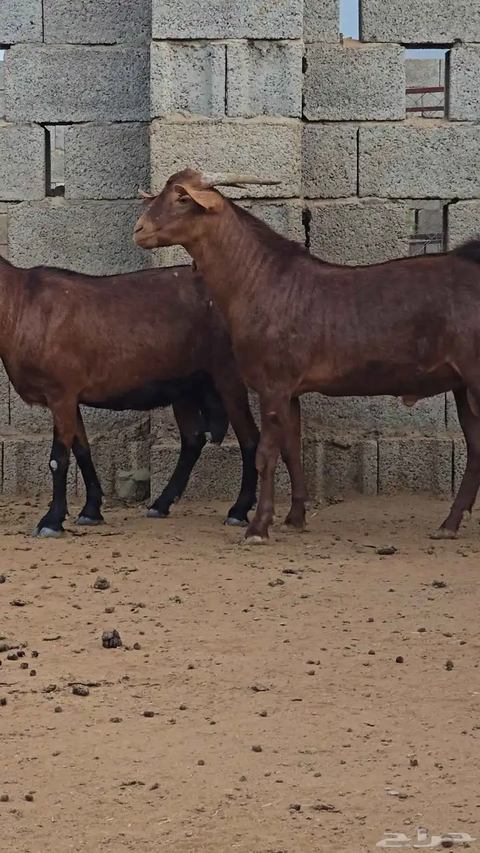 مشروع فحل ادهم فاخر 2