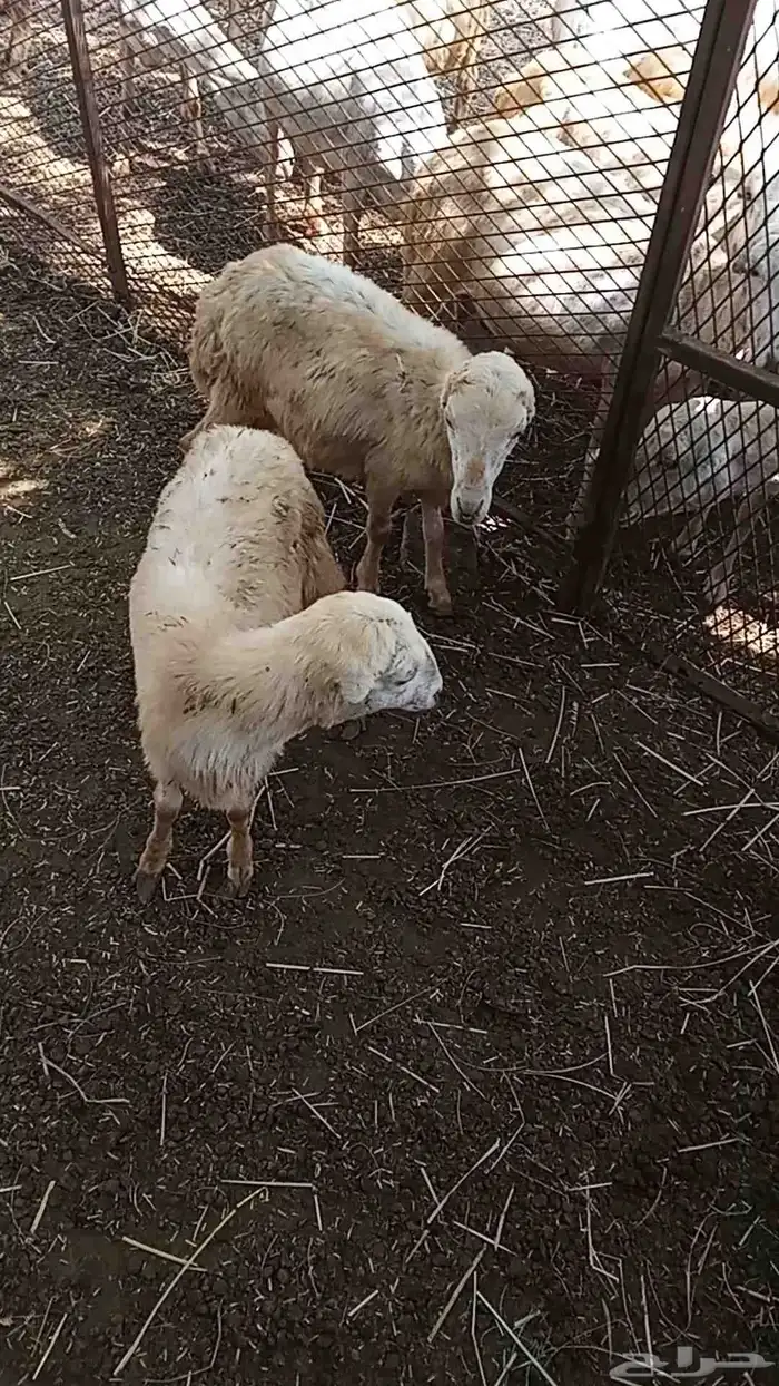 رخيل للبيع 1