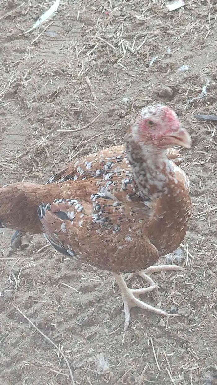 دجاج سندي فواخر دم صافي شرط 5