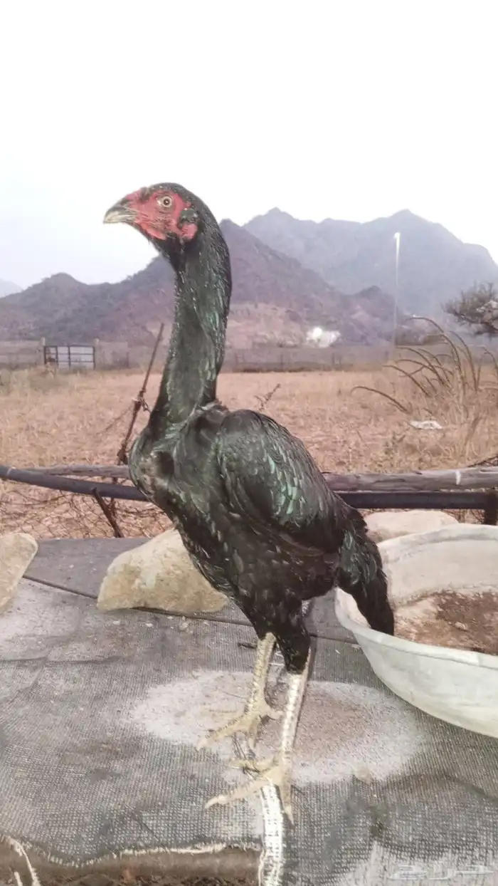 للبيع زوج سندي بيور 1