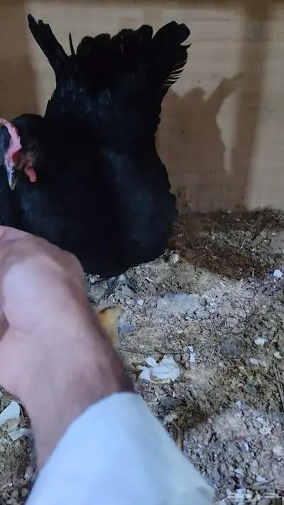 دجاجه بصيصانها 9 index