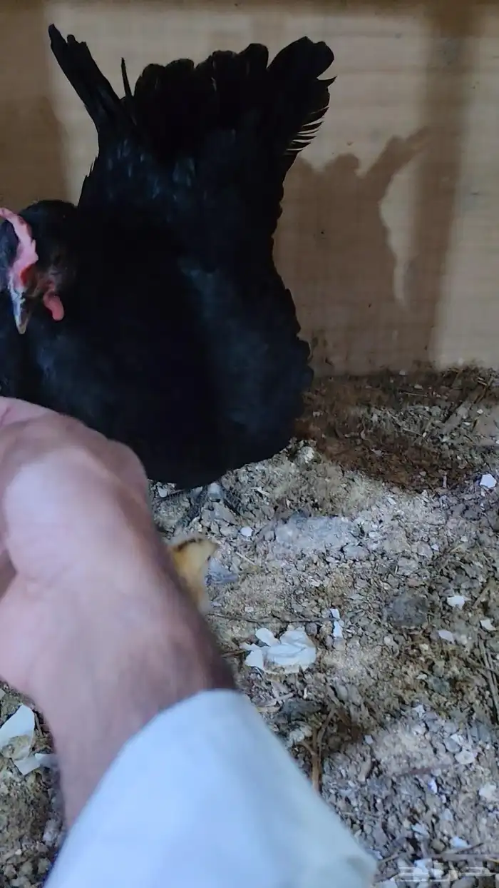 دجاجه بصيصانها 9 0