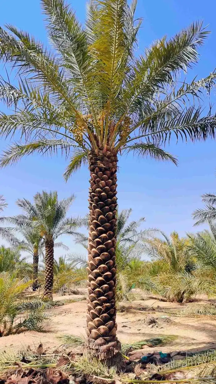 توريد وزراعة جميع انواع النخيل الزينة والمثمرة 0