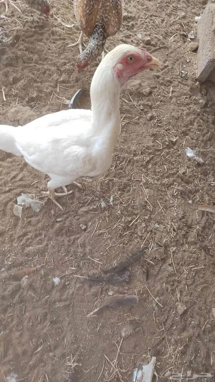 دجاج سندي فواخر دم صافي شرط 6