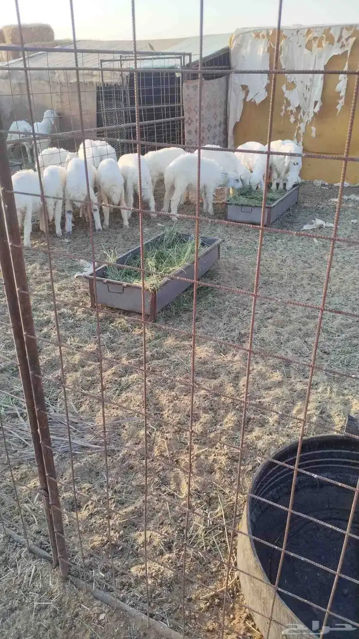 خرفان للبيع 1